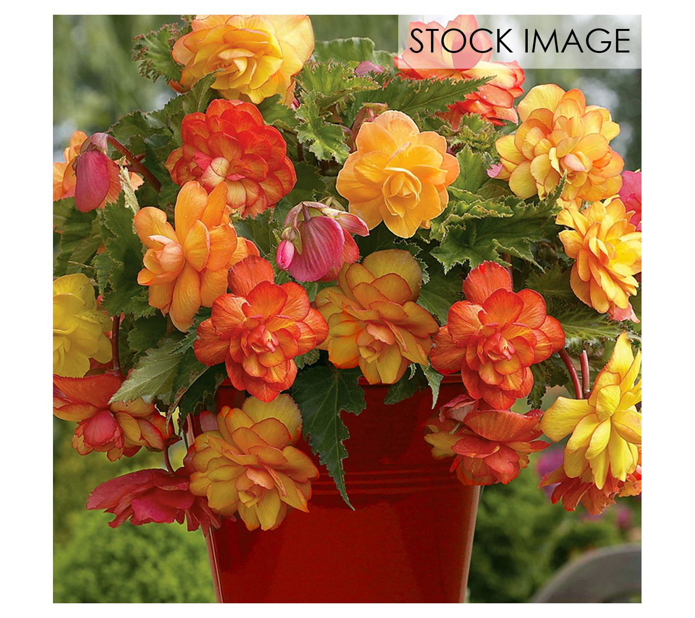 Van Zyverden Patio Begonia Golden Balcony Kit 1 Bulb