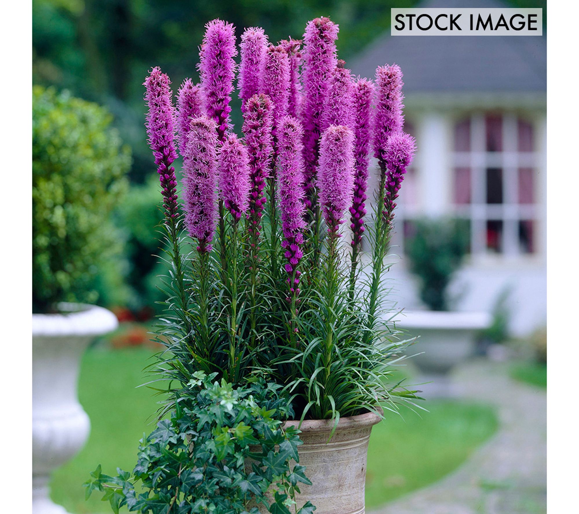 Van Zyverden Blazing Star Giant Liatris Spicata25 Bulbs