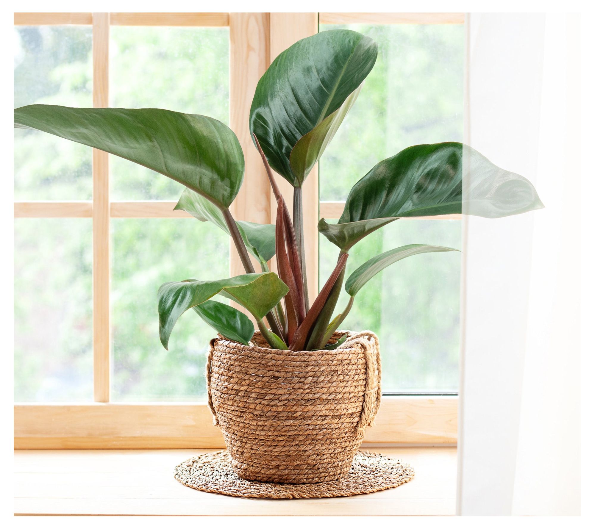 Cottage Farms Rojo Congo Philodendron