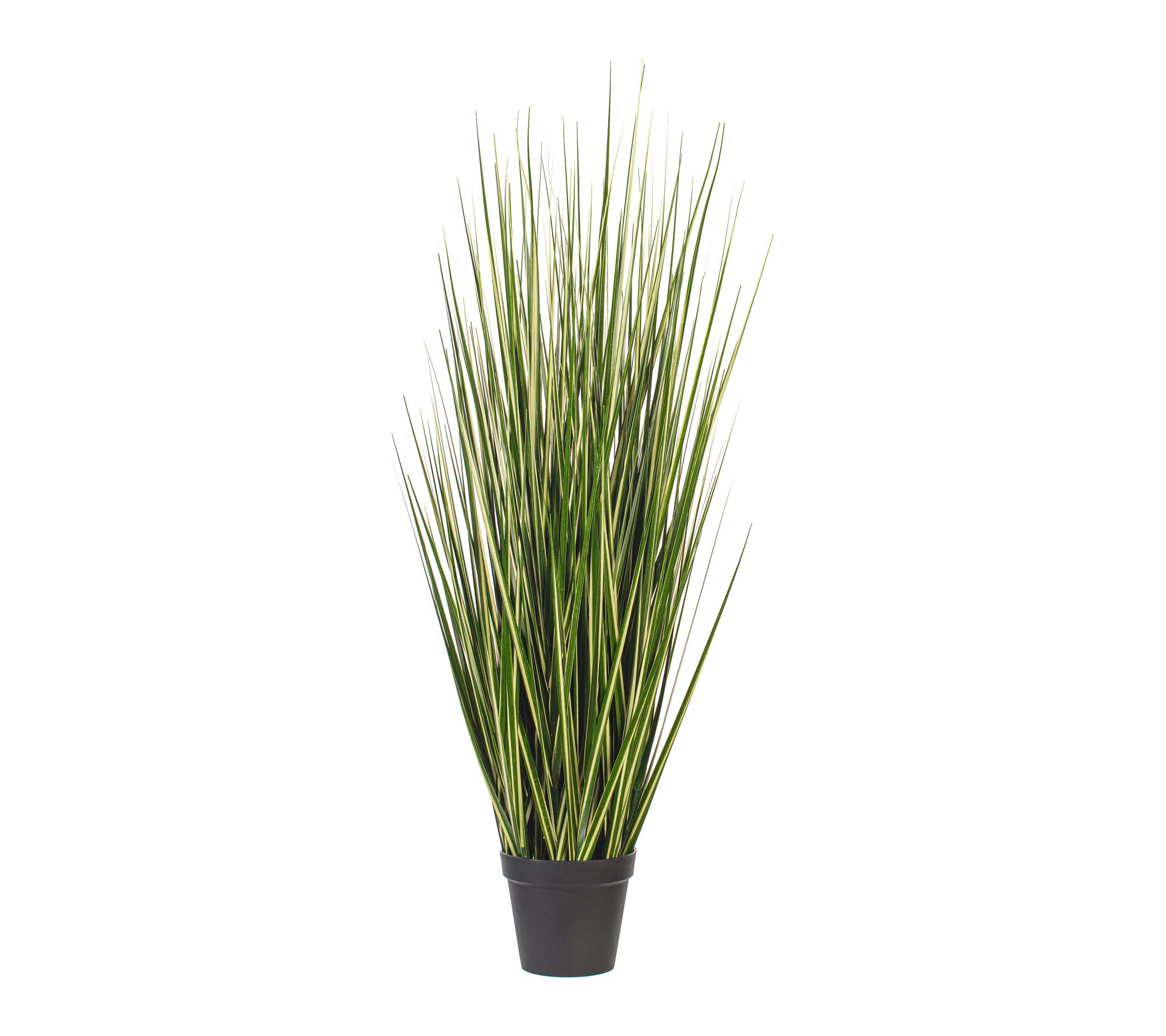 Vickerman 60" Green Evergold Grass Potted UV