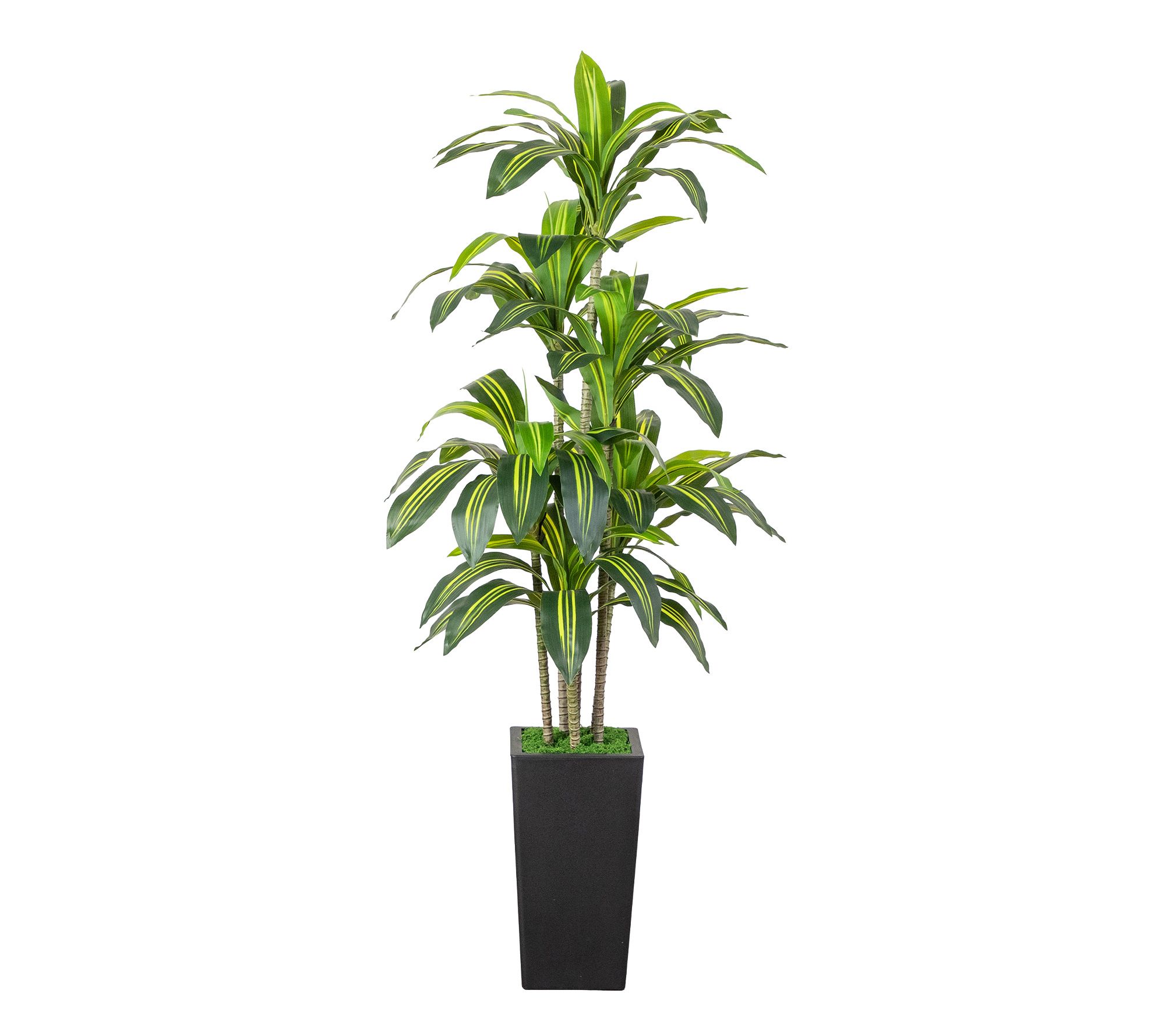 5-ft Dracaena in Decorative Planter by Nearly Natural