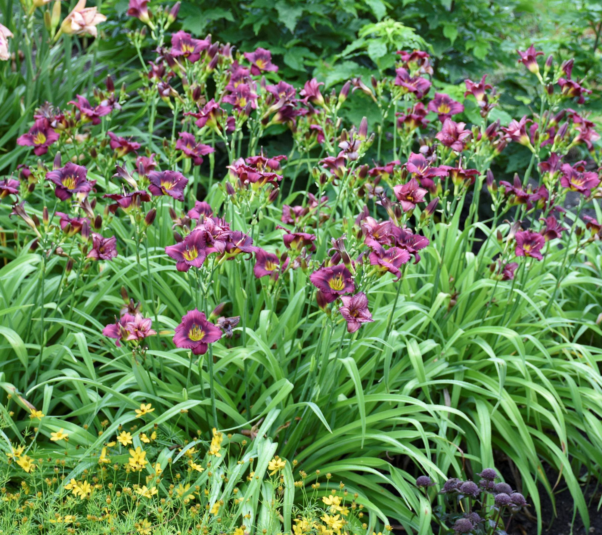 Cottage Farms 12-Piece Little Grapette Daylilies