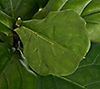 "As Is" 5' Faux Fiddle Leaf Tree in Starter Pot by Valerie, 3 of 6