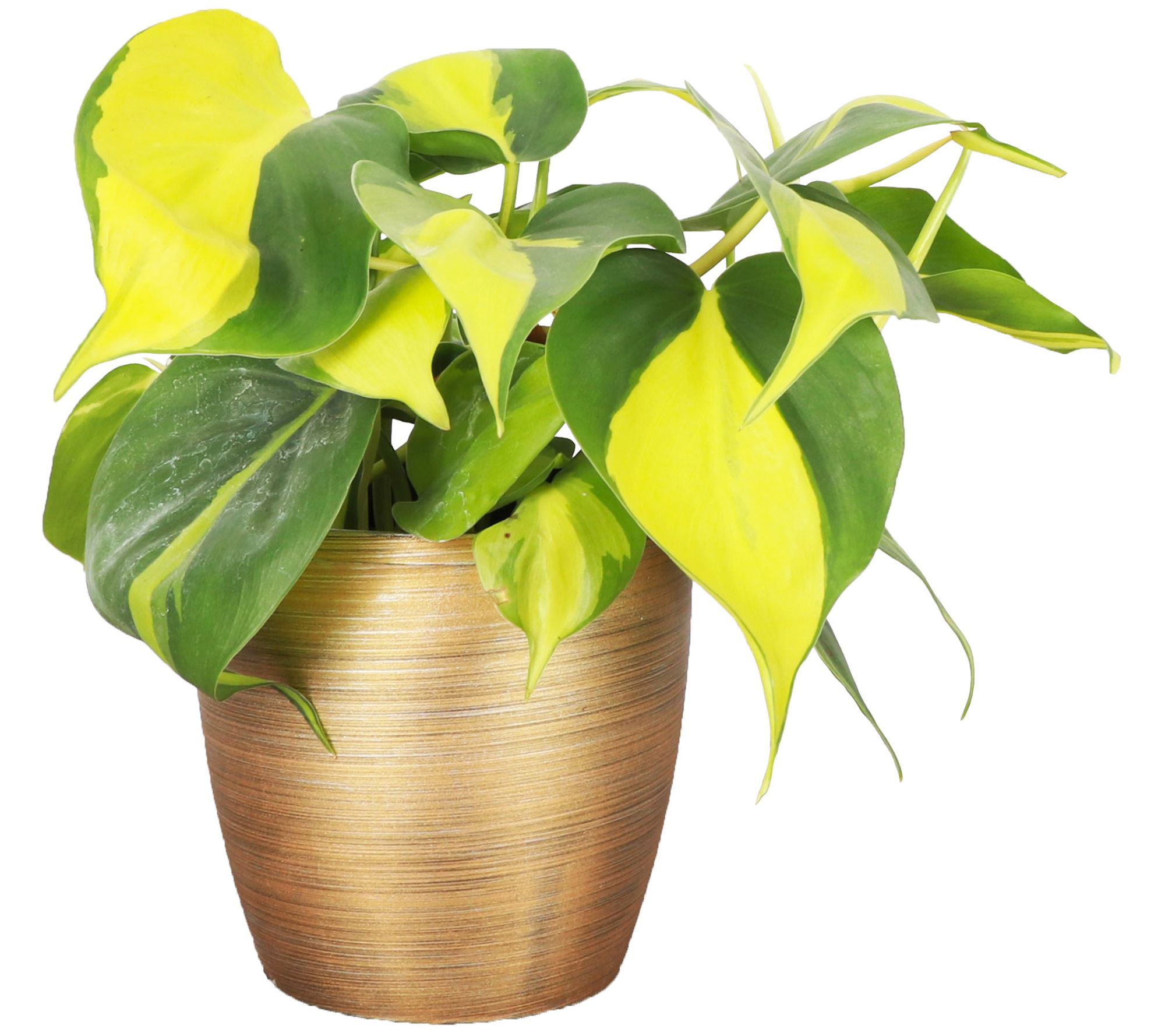 Thorsen's Greenhouse Live 4" Brazil Philodendron, Classic Pot
