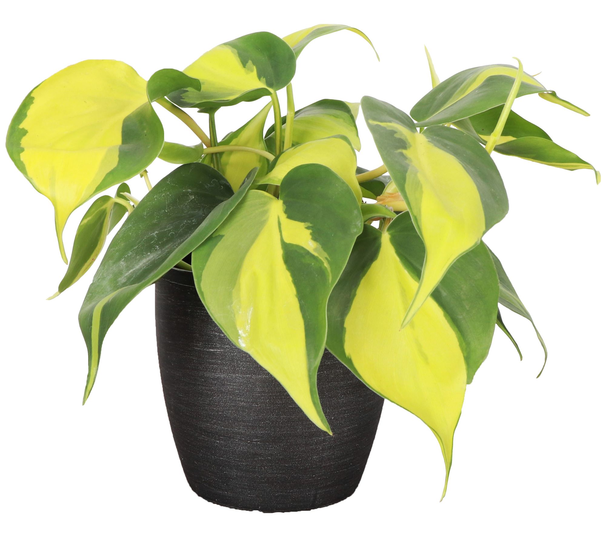Thorsen's Greenhouse Live 4" Brazil Philodendron, Classic Pot