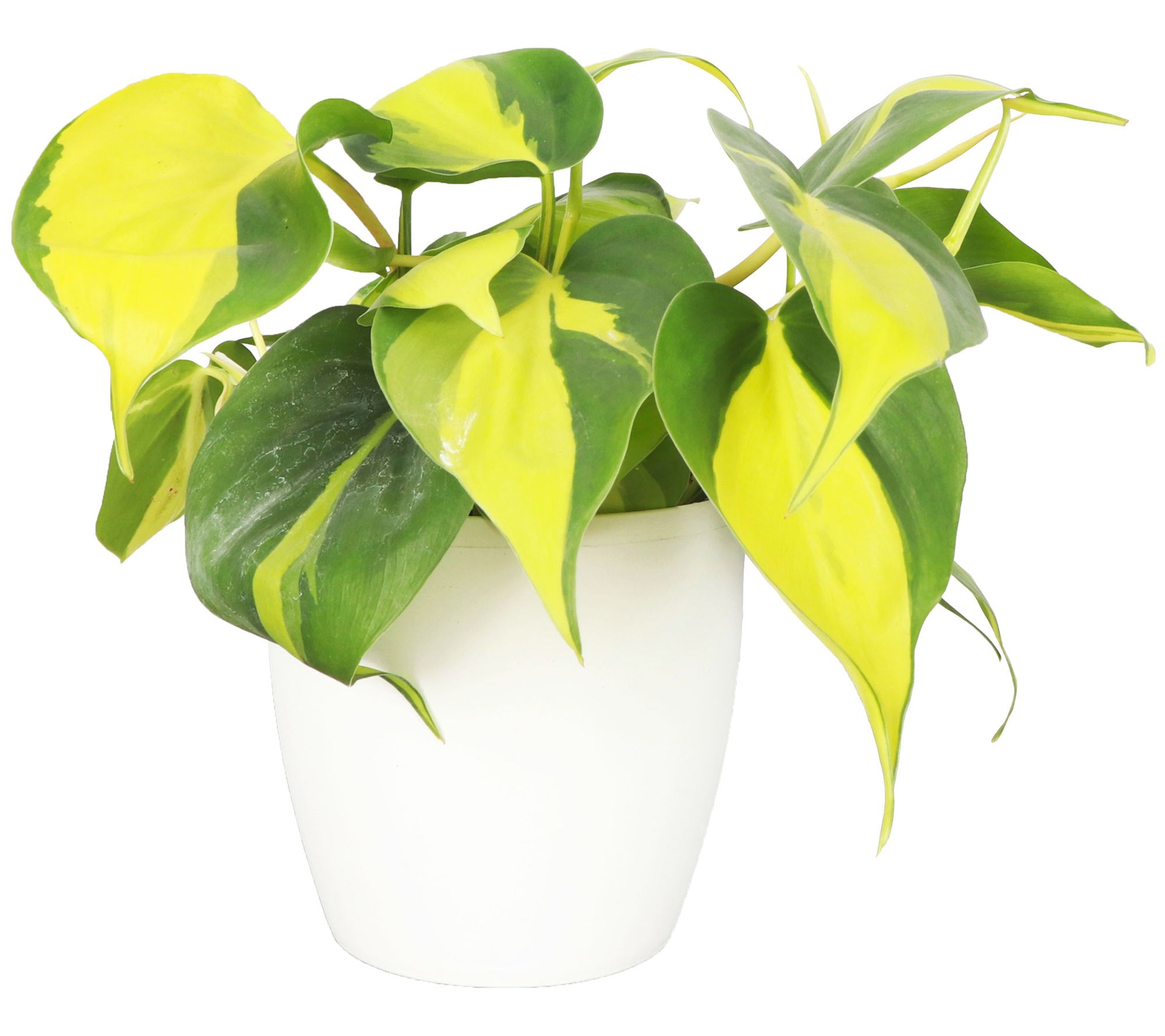 Thorsen's Greenhouse Live 4" Brazil Philodendron, Classic Pot