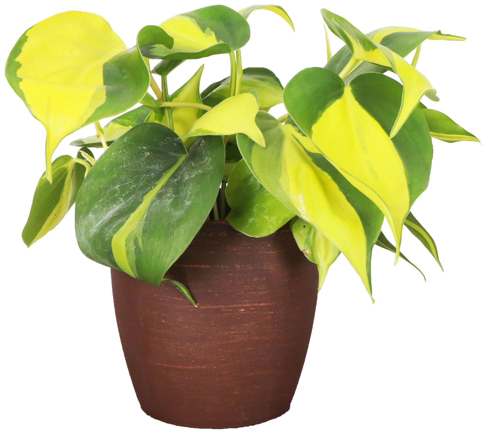 Thorsen's Greenhouse Live 4" Brazil Philodendron, Classic Pot