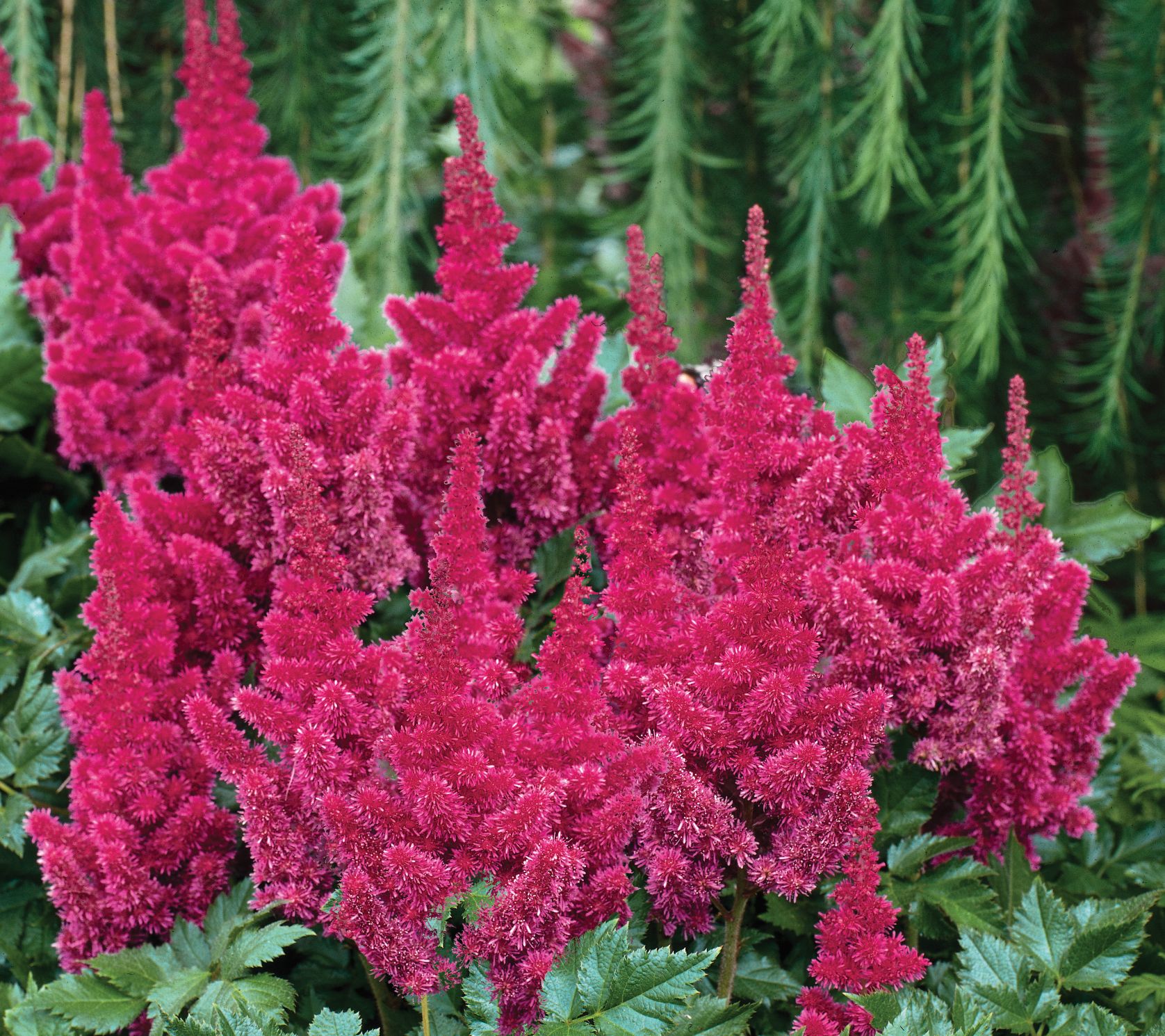 Roberta's 3-Piece Astilbe Chinesesis Visions Series