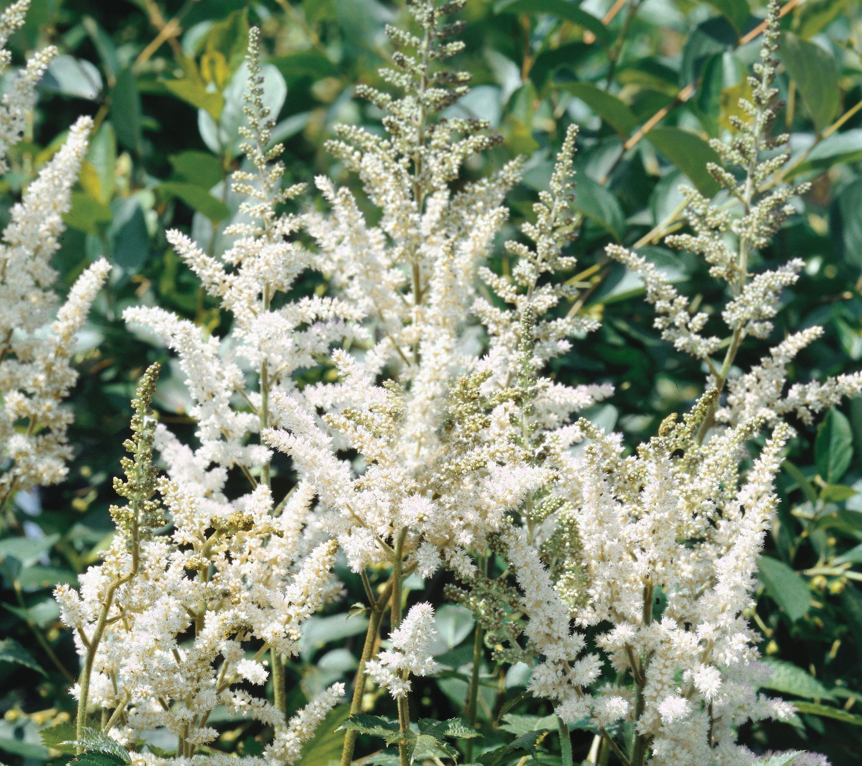 Roberta's 3-Piece Astilbe Chinesesis Visions Series