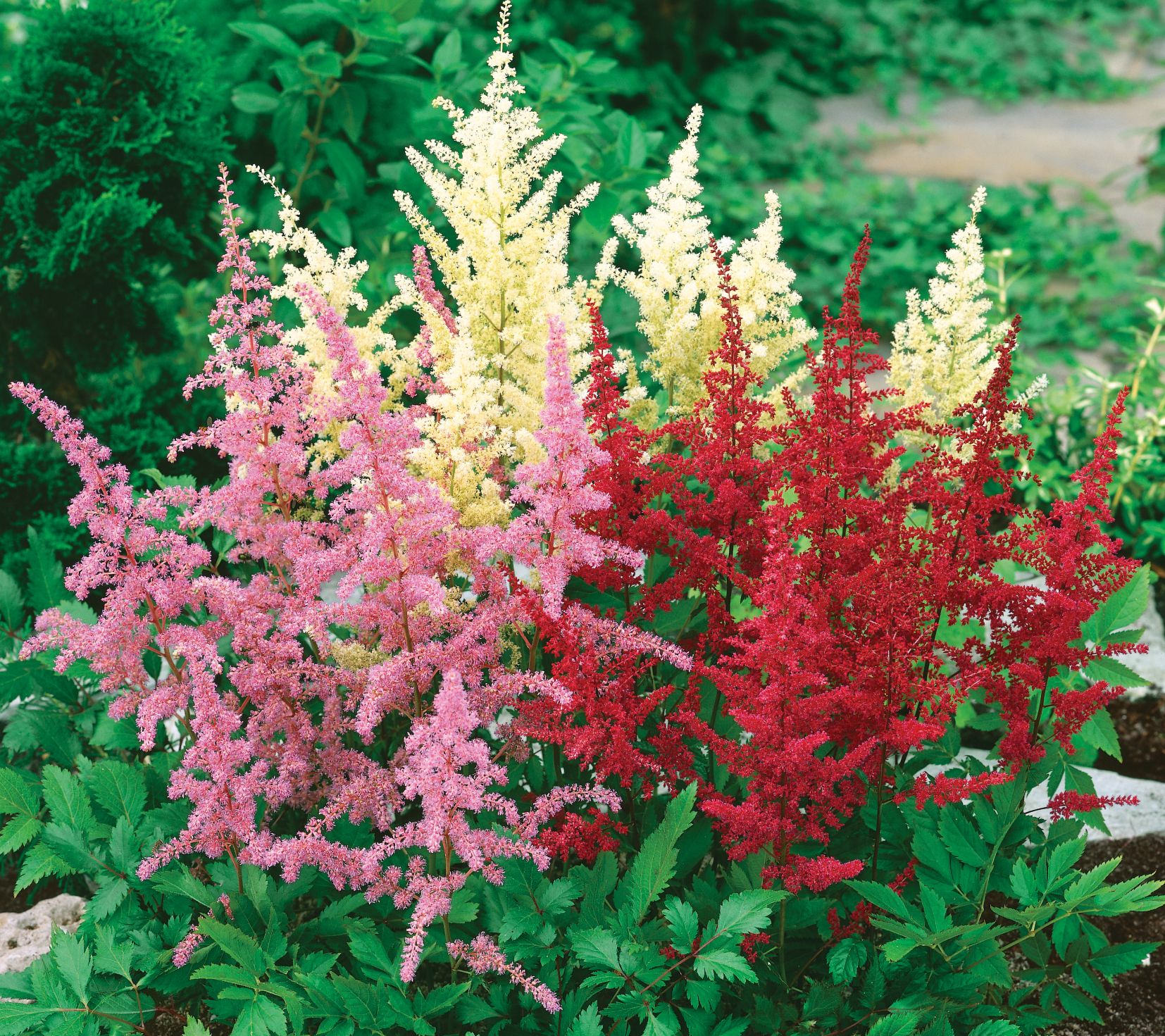 Roberta's 3-Piece Astilbe Chinesesis Visions Series
