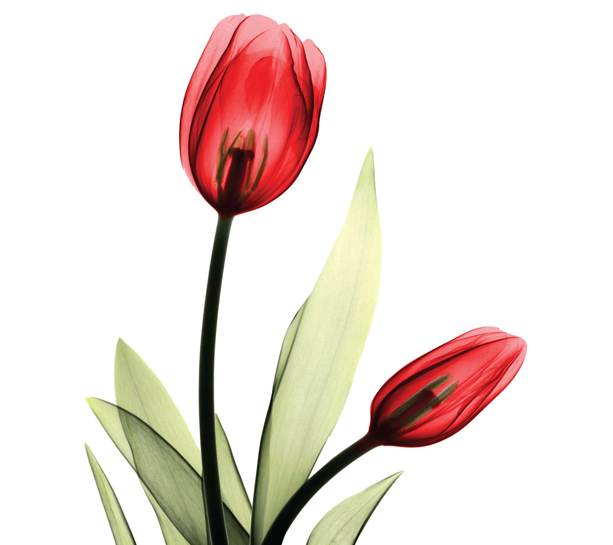 Courtside Market The Contour Art Red Tulip 30x30 Decal