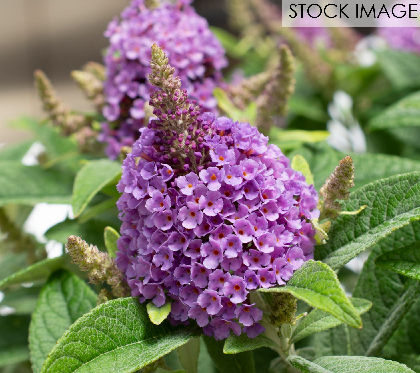 Bloomables Butterfly Bush Dapper Lavender by Van Zyverden