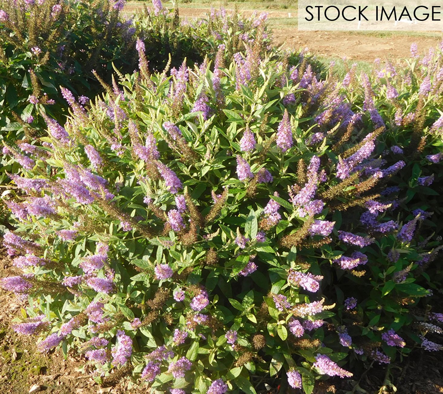Bloomables Butterfly Bush Dapper Lavender by Van Zyverden