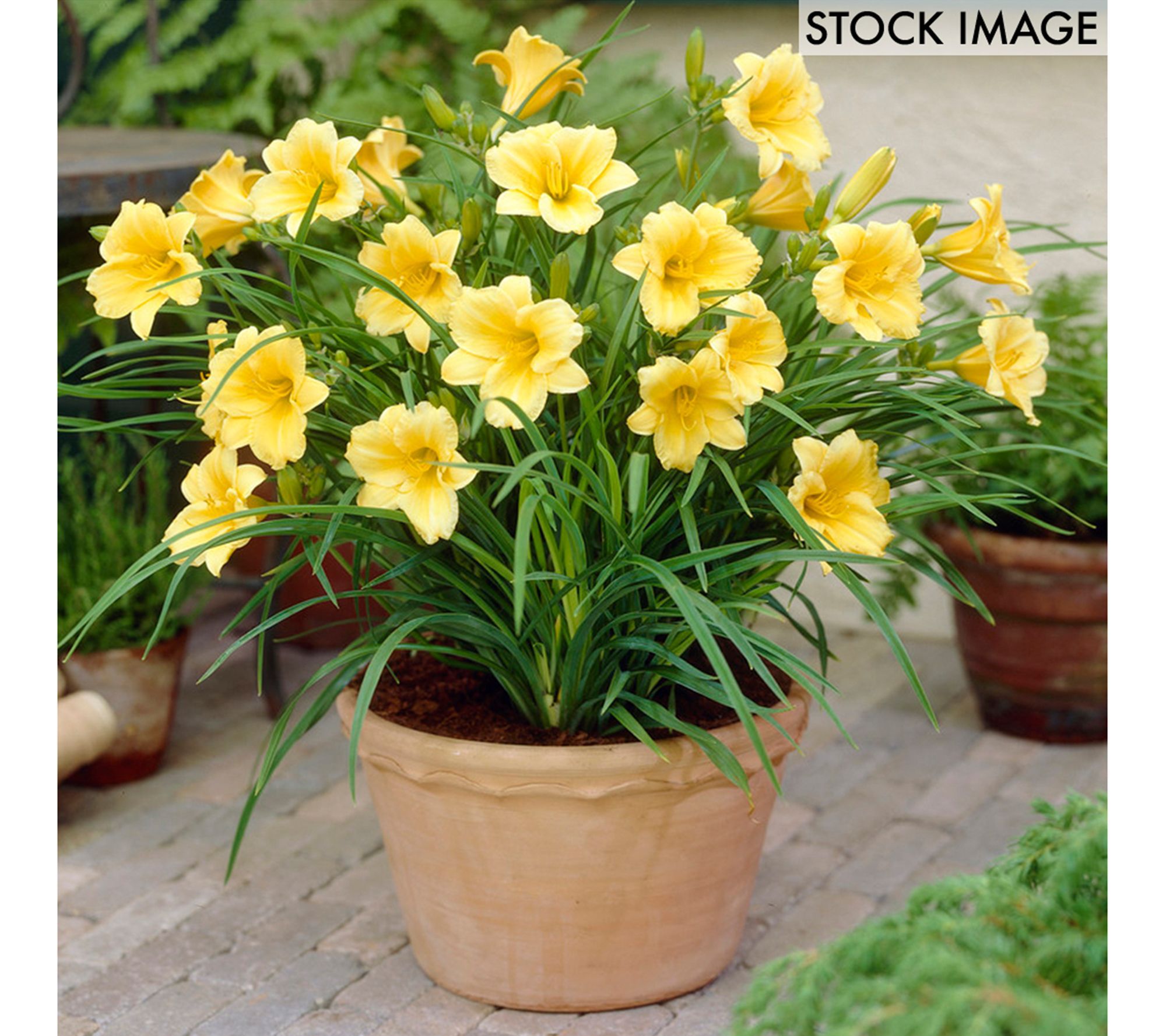 Van Zyverden Daylilies Re Blooming Stella de' Oro 1 Root