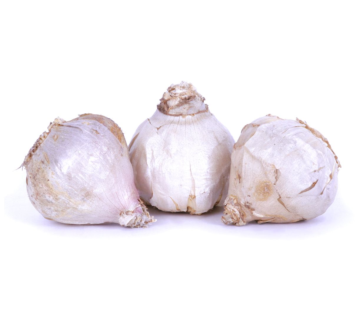 Van Zyverden Garlic Hardneck Porcelain Northern 3 Cloves