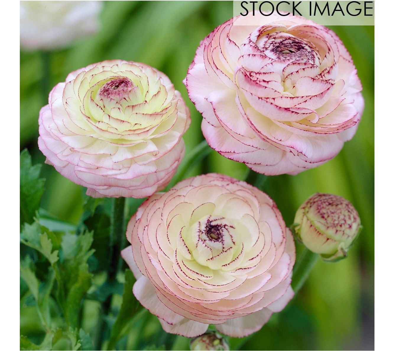 Van Zyverden Butter Cups Ranunculus Double Picotee 7 Bulbs