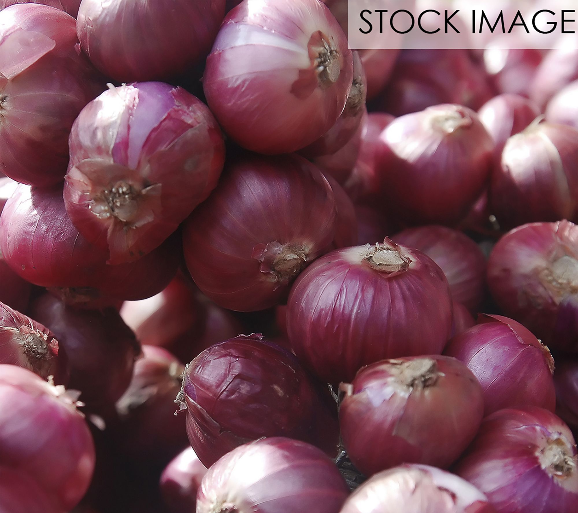 Van Zyverden Dutch Shallots Red Set of 25 Bulbs