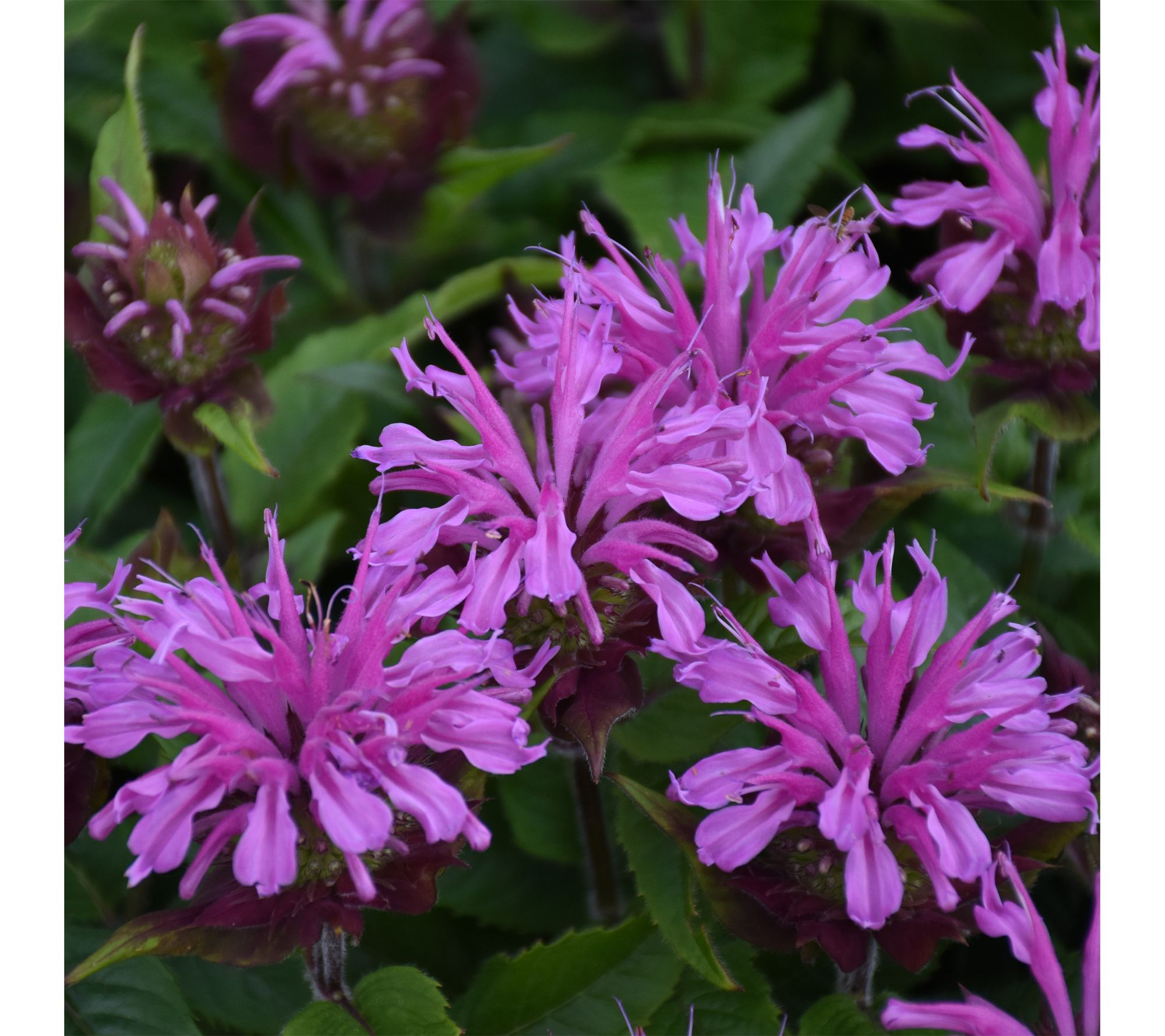 Roberta's 1 pc. Pardon My Series Bee Balm