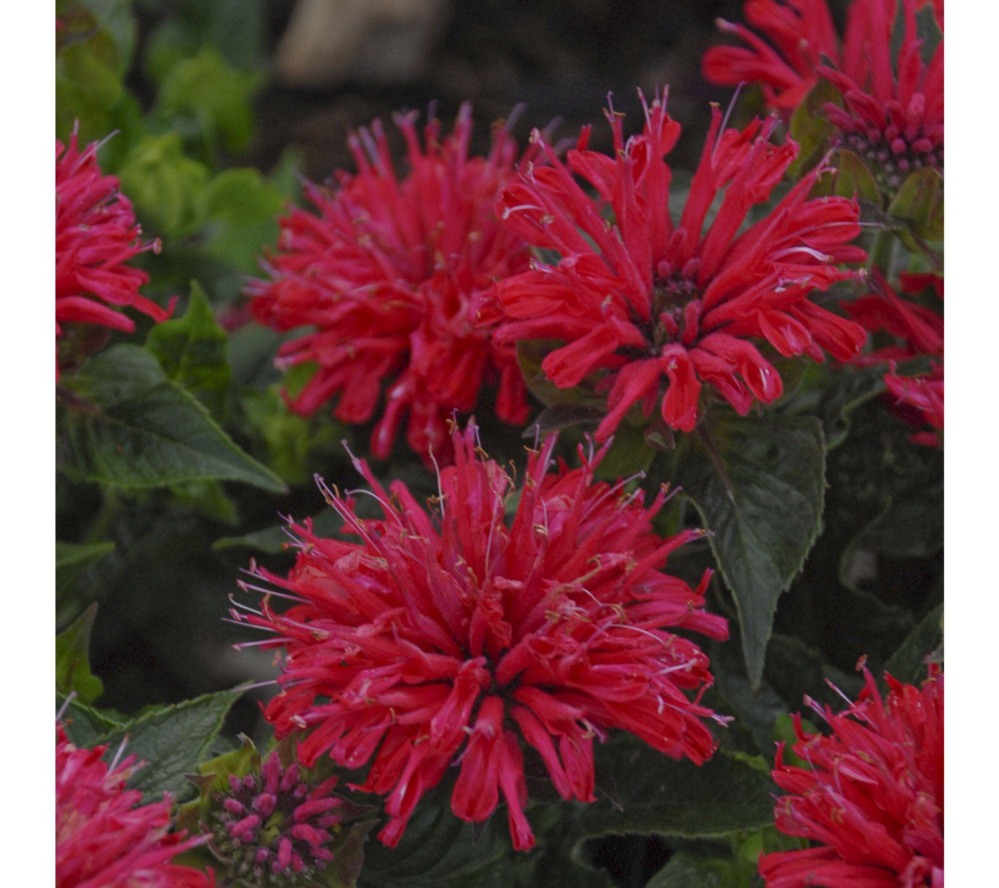 Roberta's 1 pc. Pardon My Series Bee Balm