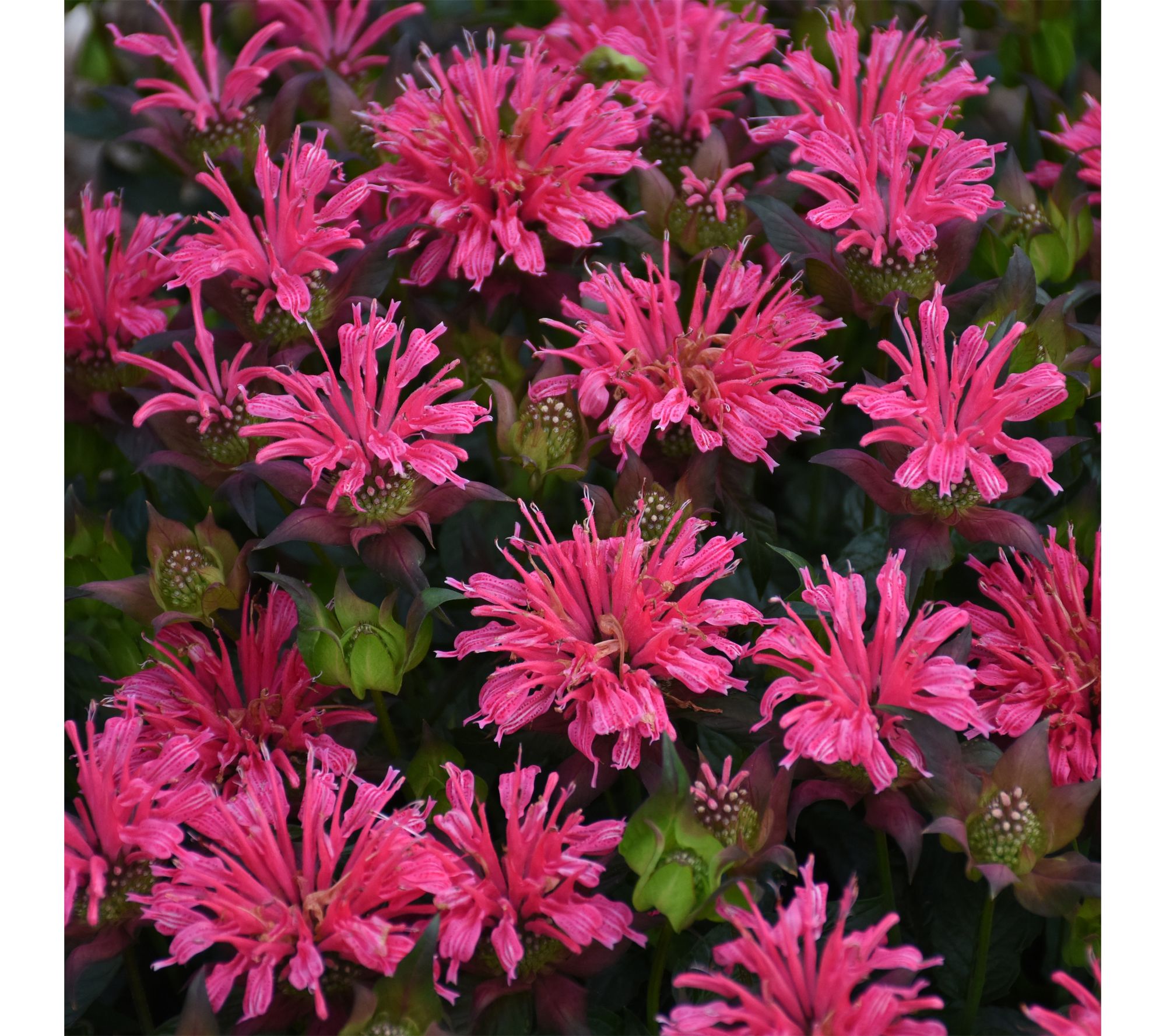 Roberta's 1 pc. Pardon My Series Bee Balm