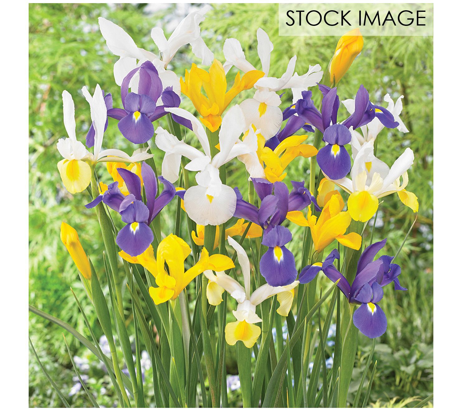 Van Zyverden Dutch Iris Mixed Set of 50 Bulbs