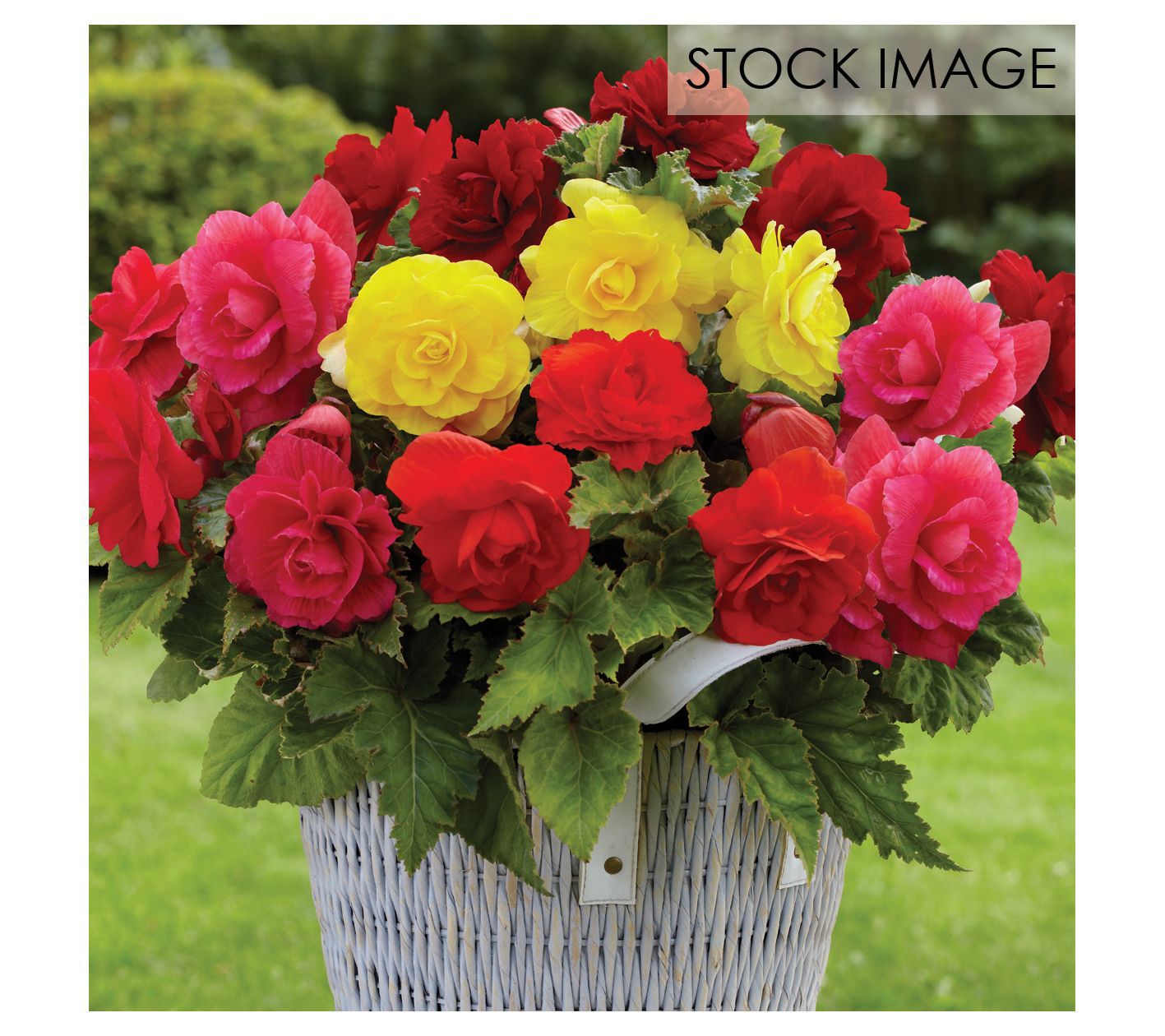 Van Zyverden Begonias Non-Stop Mixed Set of 5 bulbs