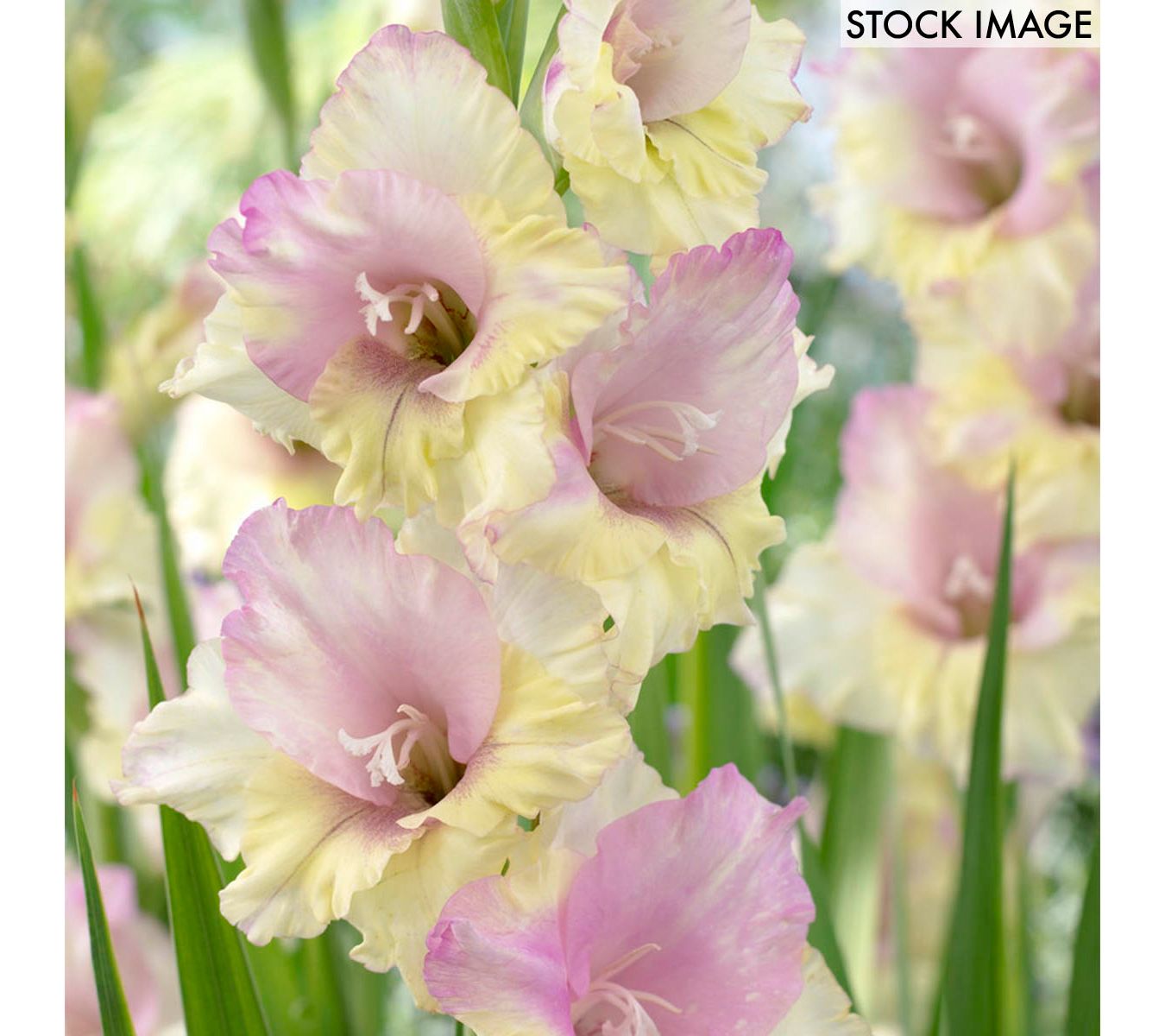 Van Zyverden Gladiolus Large Flowering Mon Amour, 12 Bulbs