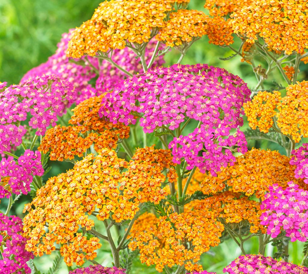 Van Zyverden Yarrow Fragrant Terra Cotta Blend Set of 8 Roots