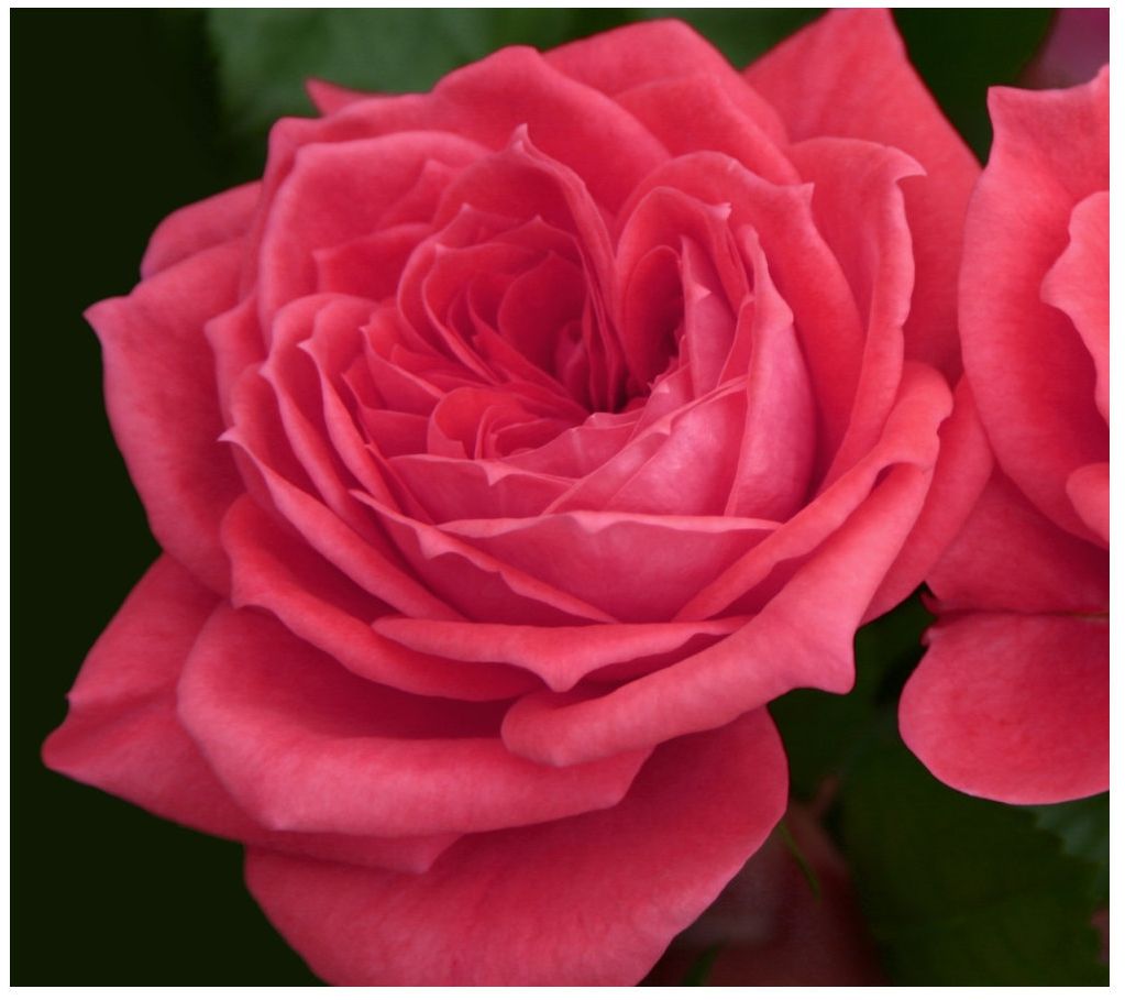 Cottage Farms Jolie Veranda Rose