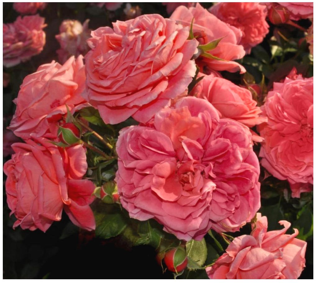 Cottage Farms Jolie Veranda Rose