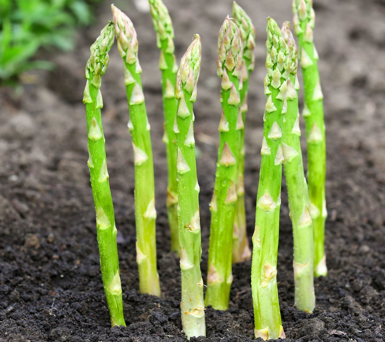 Roberta's 10 pc. Jersey Knight Asparagus