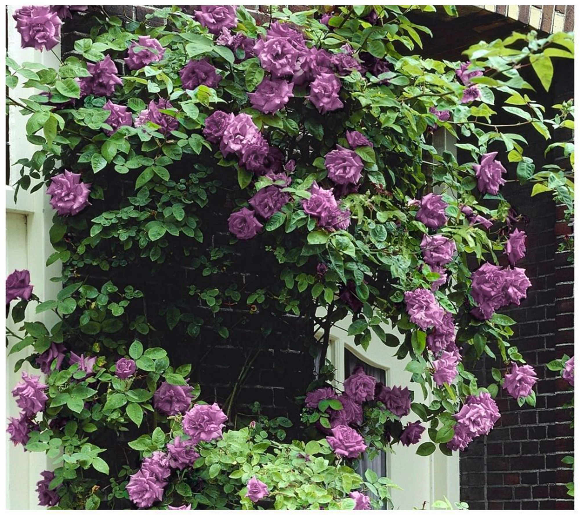 Cottage Farms 2-Piece Climbing Angel Face Rose - QVC.com Cottage Farms 2-Piece Climbing Angel Face Rose - QVC.com