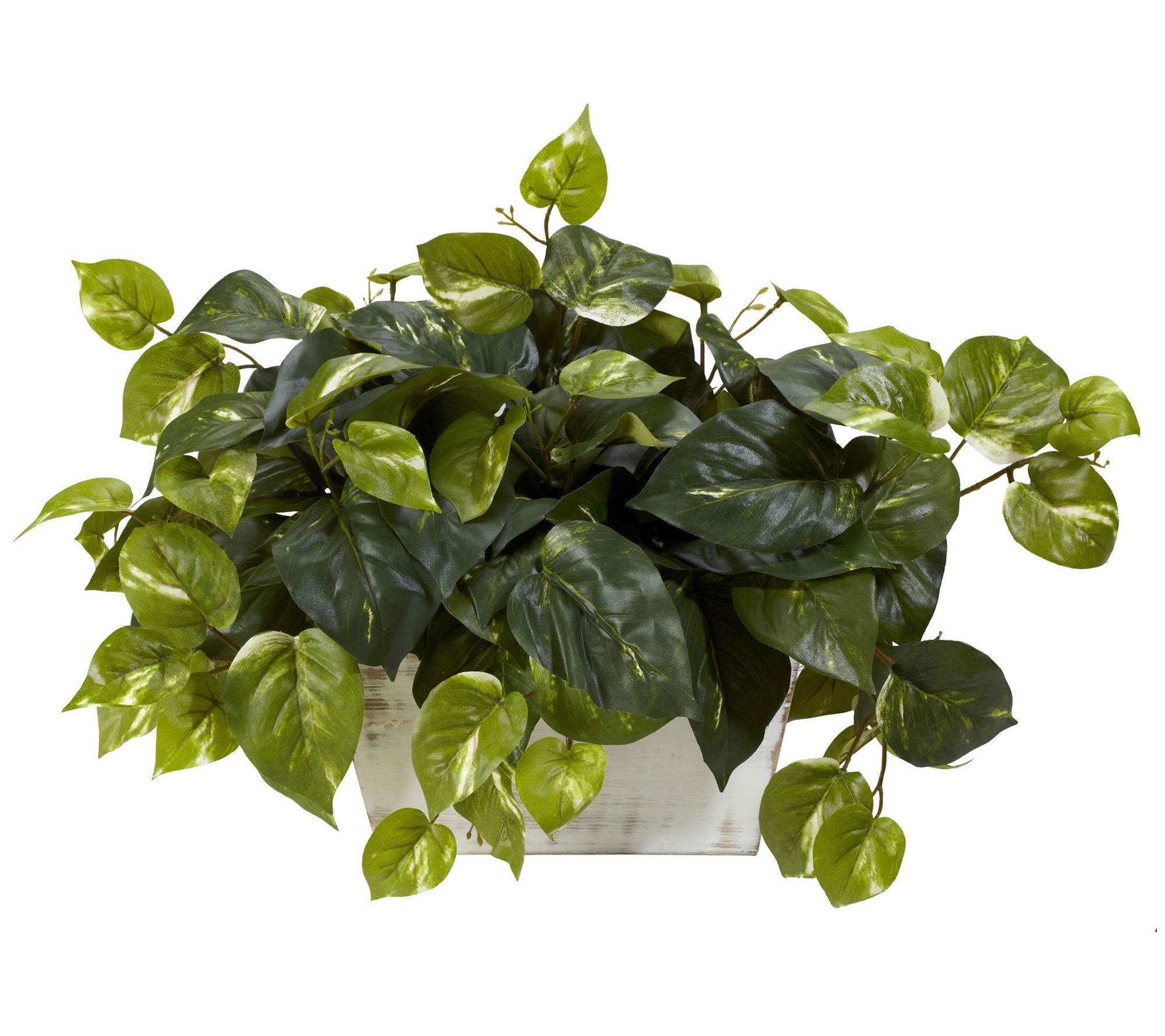 Pothos with White Wash Planter by Nearly Natural