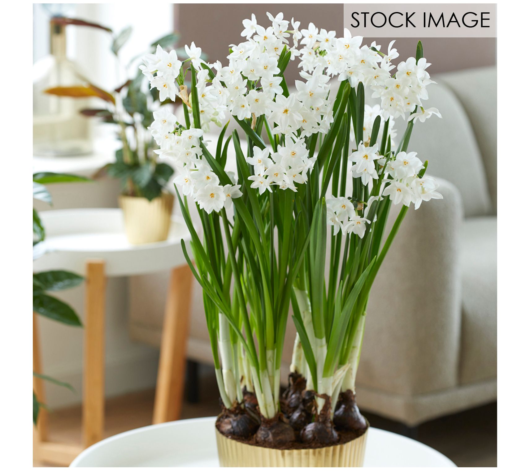 Van Zyverden Paperwhite Kit Ziva with Planter and 6 Bulbs