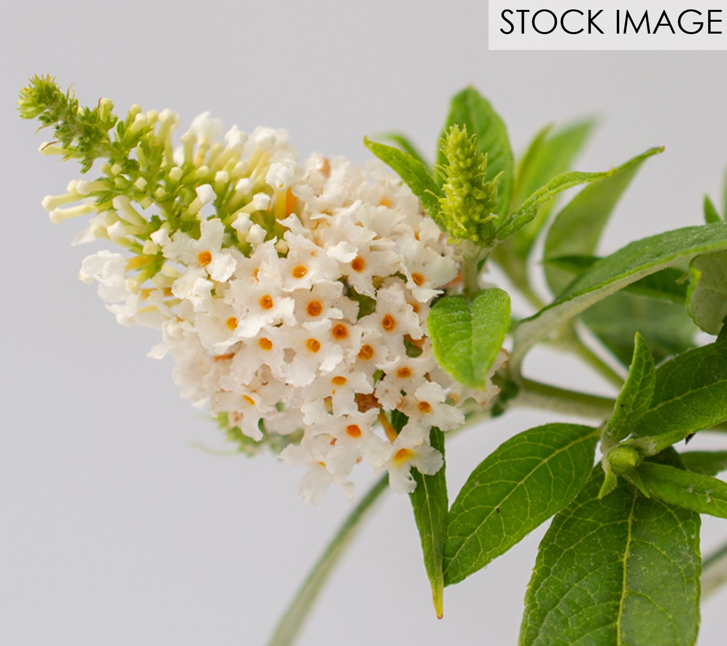 Bloomables Butterfly Bush Dapper White by Van Zyverden