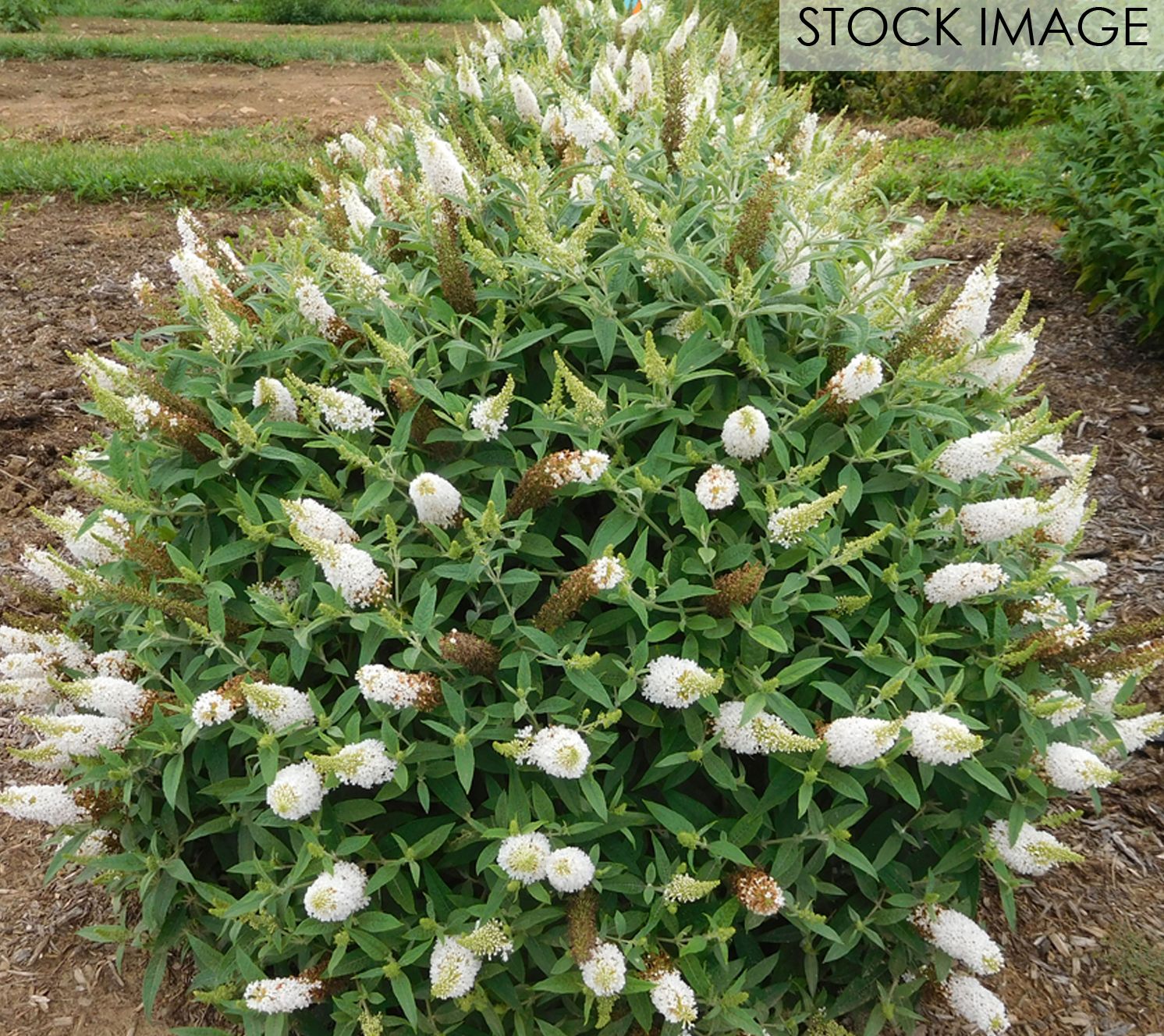 Bloomables Butterfly Bush Dapper White by Van Zyverden
