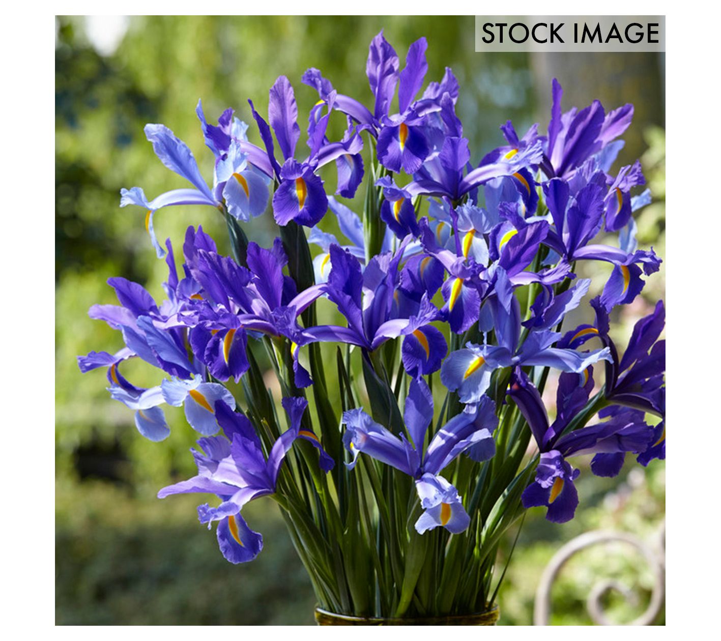 Van Zyverden Dutch Iris Sapphire Beauty Set of12 Bulbs