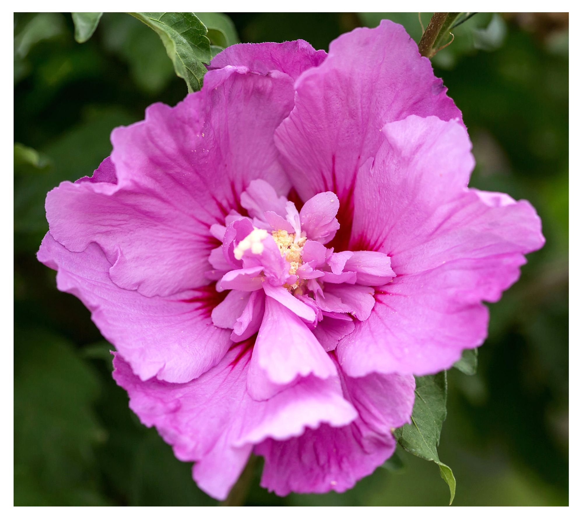 Cottage Farms Tahiti Rose of Sharon Shrub - QVC.com