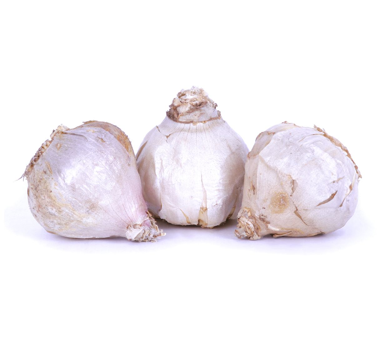 Van Zyverden Garlic Hardneck Porcelain Musik Set of 3 Cloves