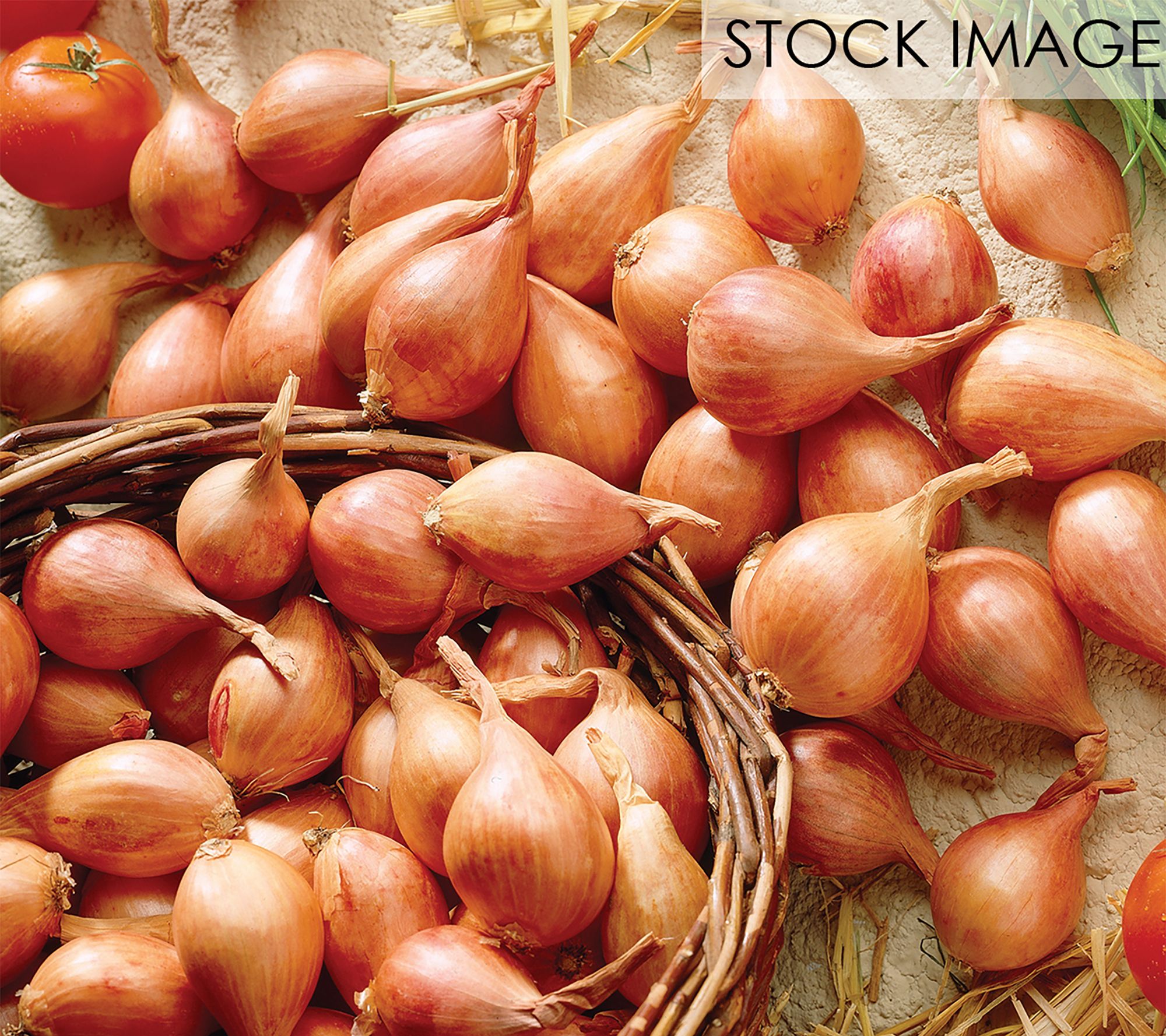 Van Zyverden Dutch Shallots Yellow 25 Bulbs