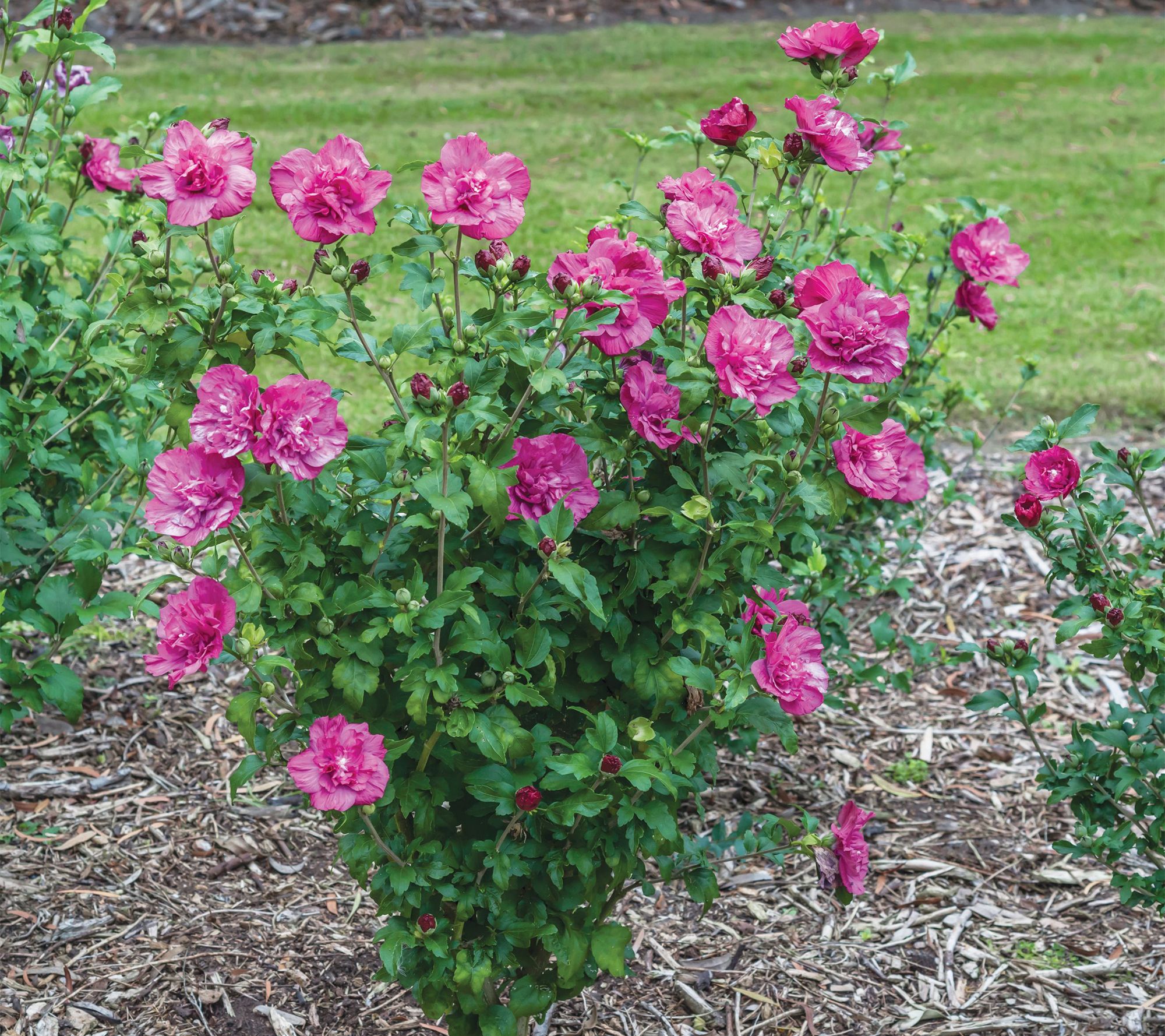 Roberta's 1 pc. Chiffon Series Rose of Sharon Shrub