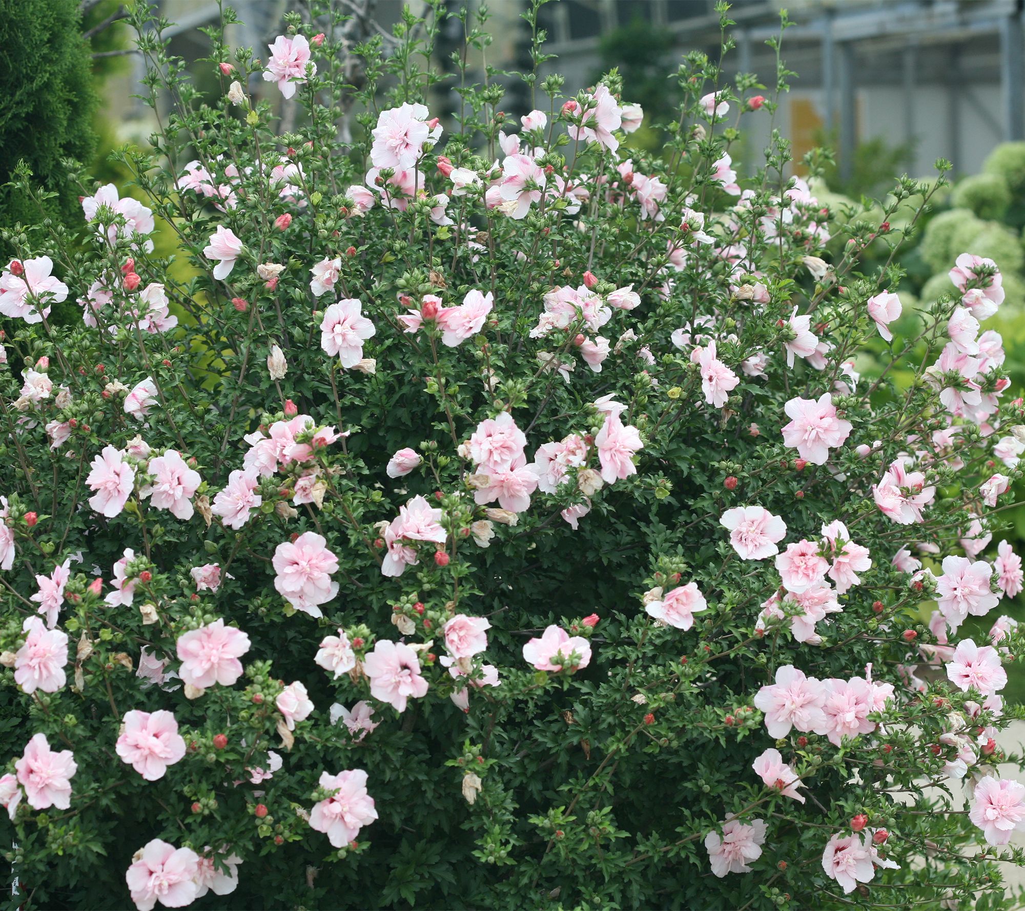 Roberta's 1 pc. Chiffon Series Rose of Sharon Shrub