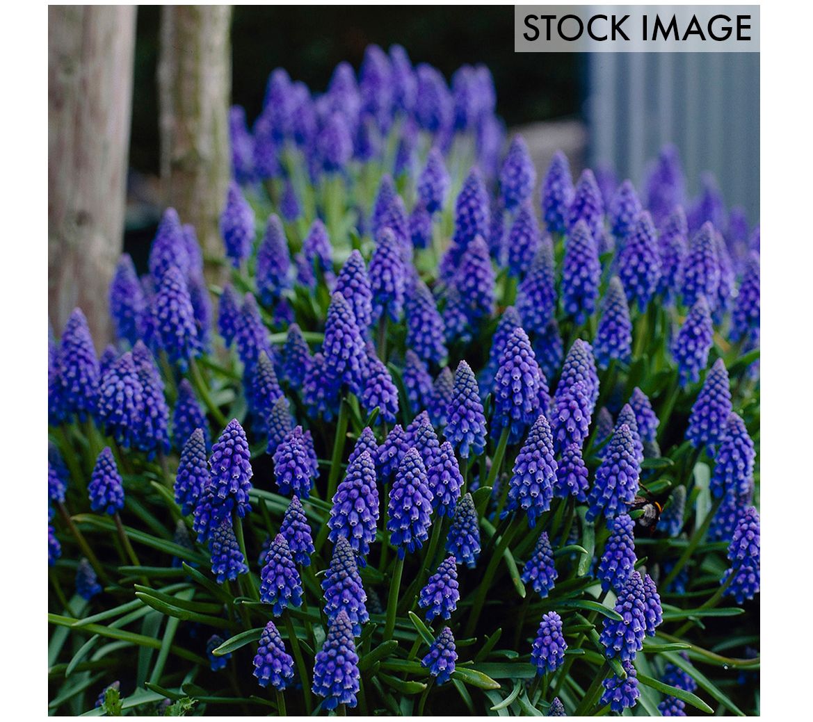 Van Zyverden Grape Hyacinths Set of 100 Bulbs