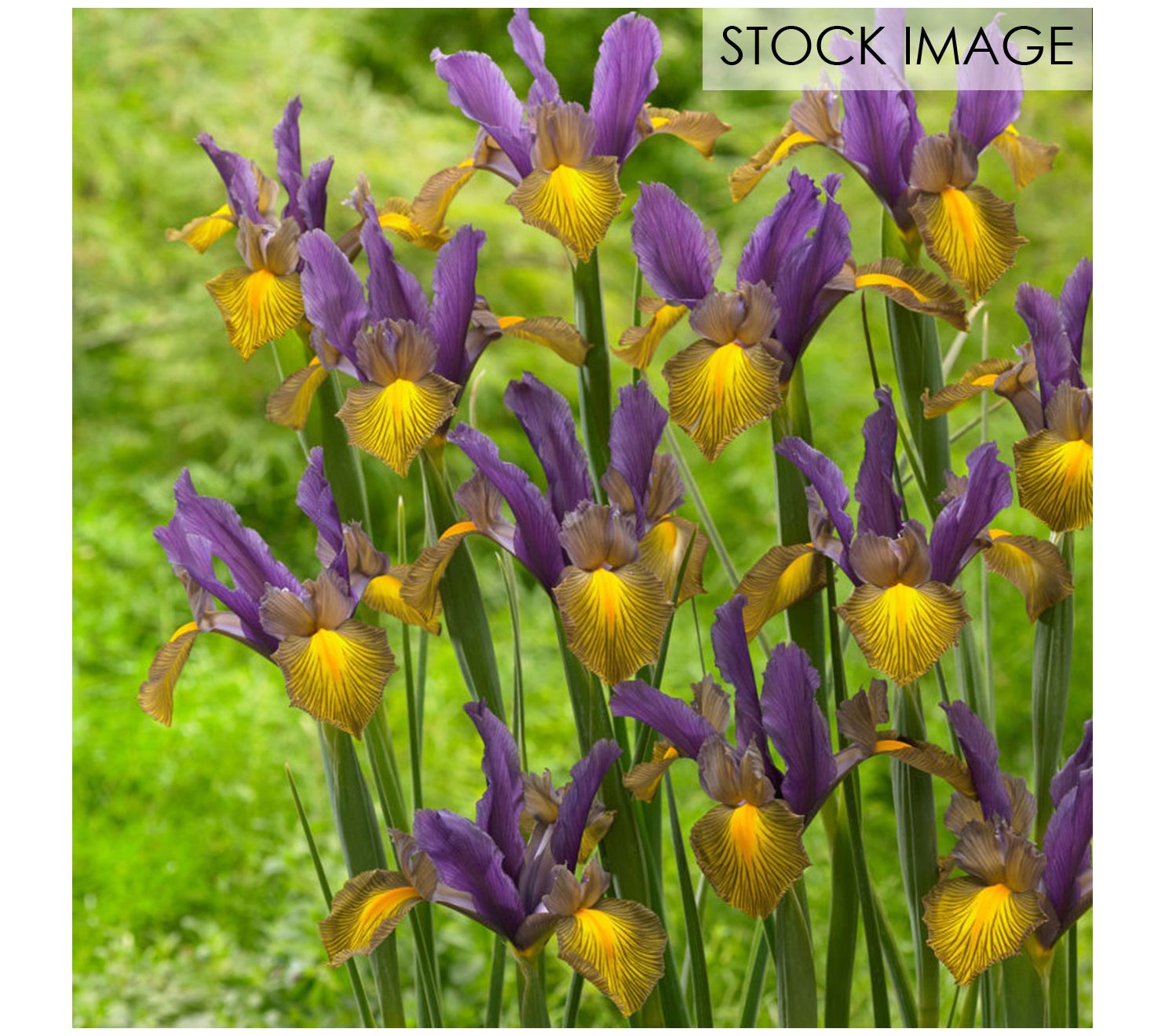 Van Zyverden Dutch Iris Picasso Set of 25 Bulbs