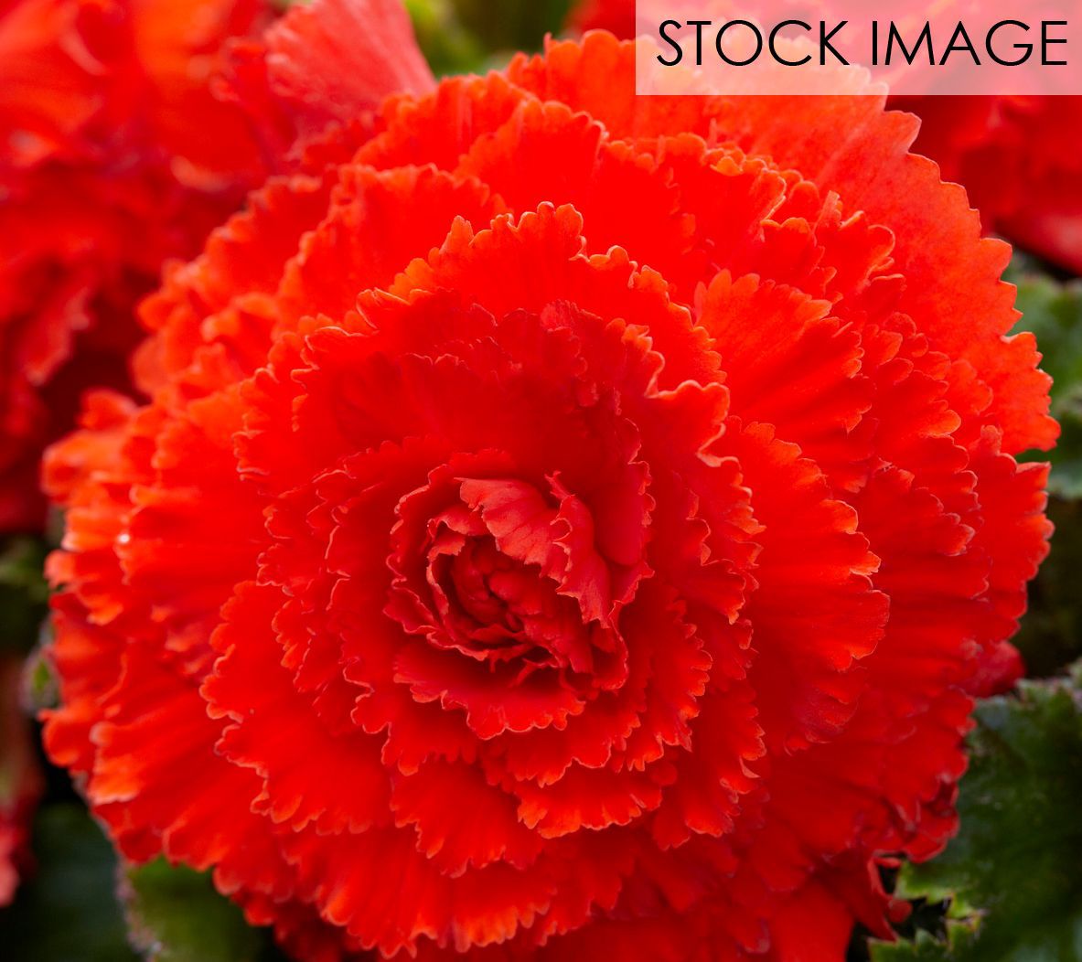 Van Zyverden Frimbriata Begonias Blend Set of 5 Bulbs