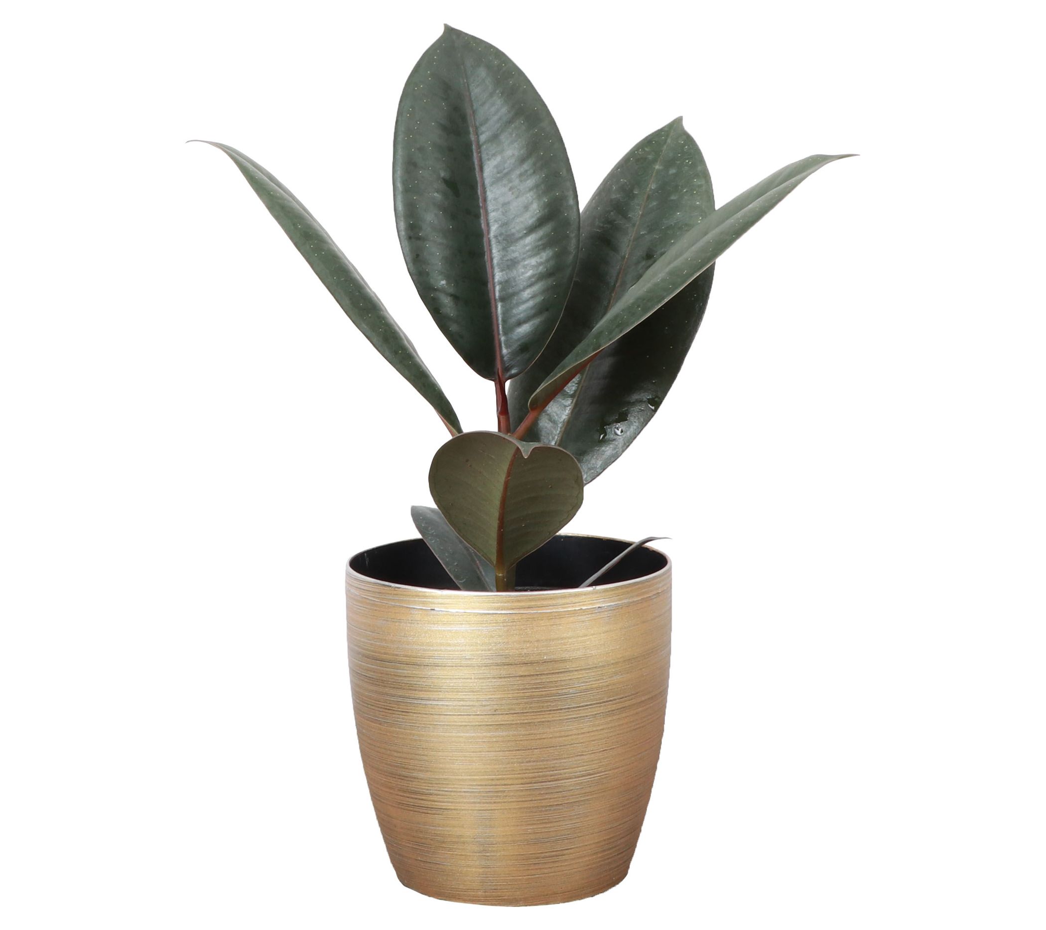 Thorsen's Greenhouse Live 4" Rubber Tree in Classic Pot