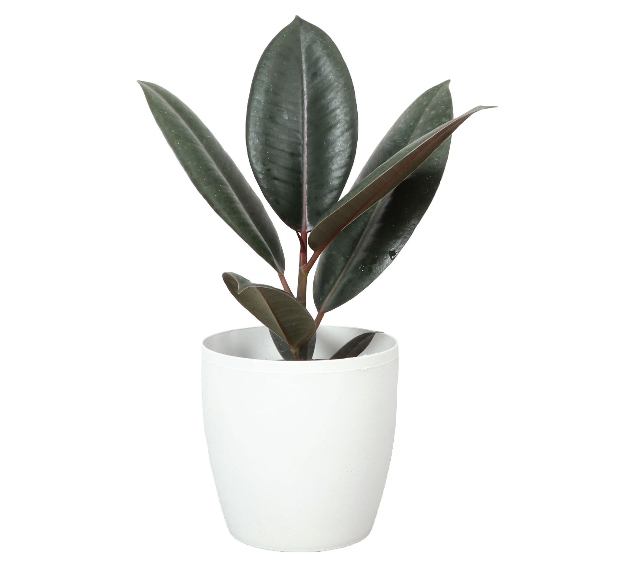 Thorsen's Greenhouse Live 4" Rubber Tree in Classic Pot