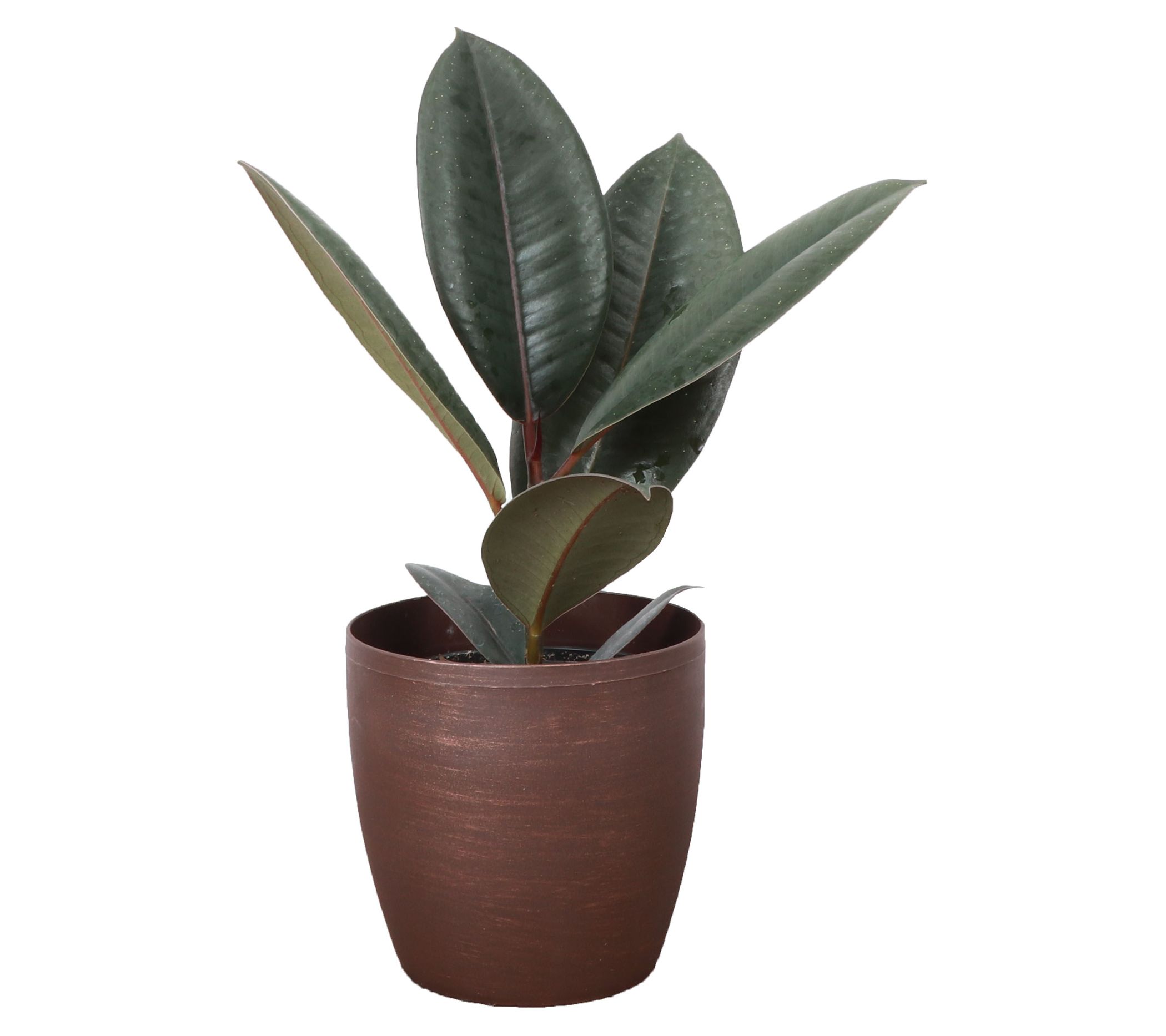 Thorsen's Greenhouse Live 4" Rubber Tree in Classic Pot