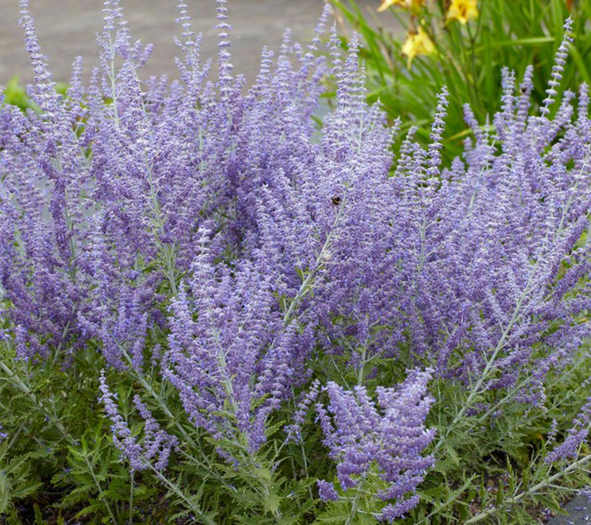 Van Zyverden Perovskia Russian Sage Set of 3 Roots