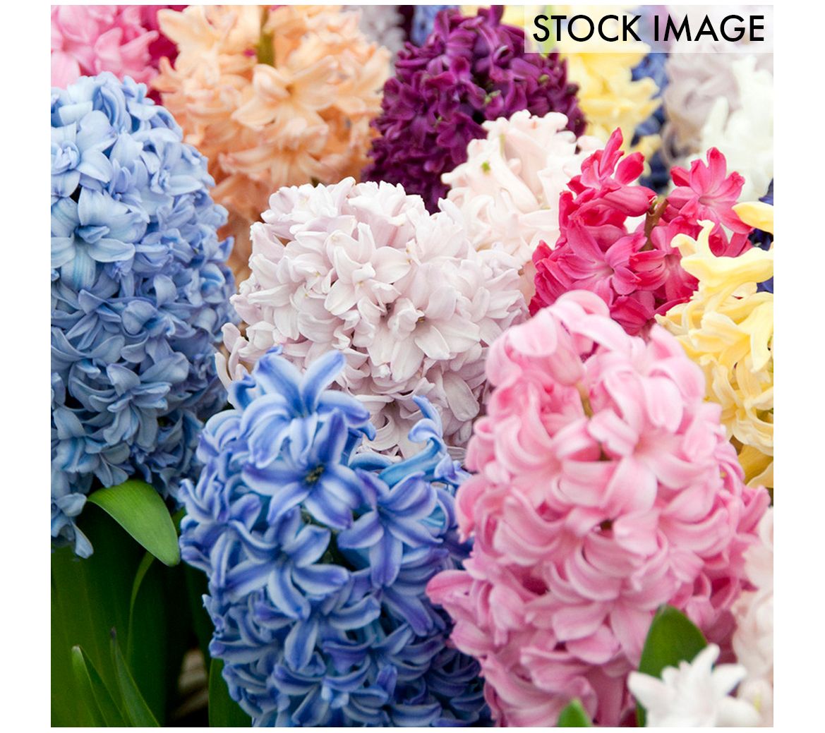 Van Zyverden Hyacinths Easter Basket Blend, Setof 12 Bulbs